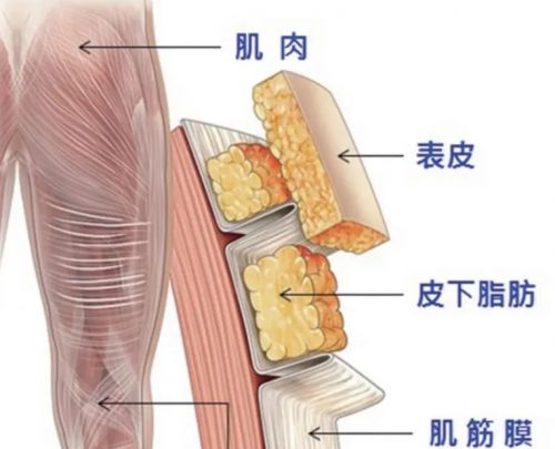 筋膜槍精品排行榜新鮮出爐，深度解析熱門品牌選購指南